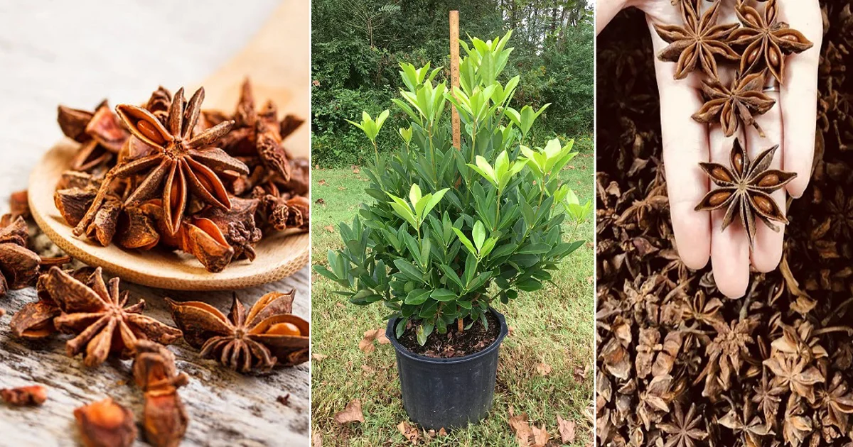 De semilla a especia cómo cultivar anís en casa (en macetas) Todo