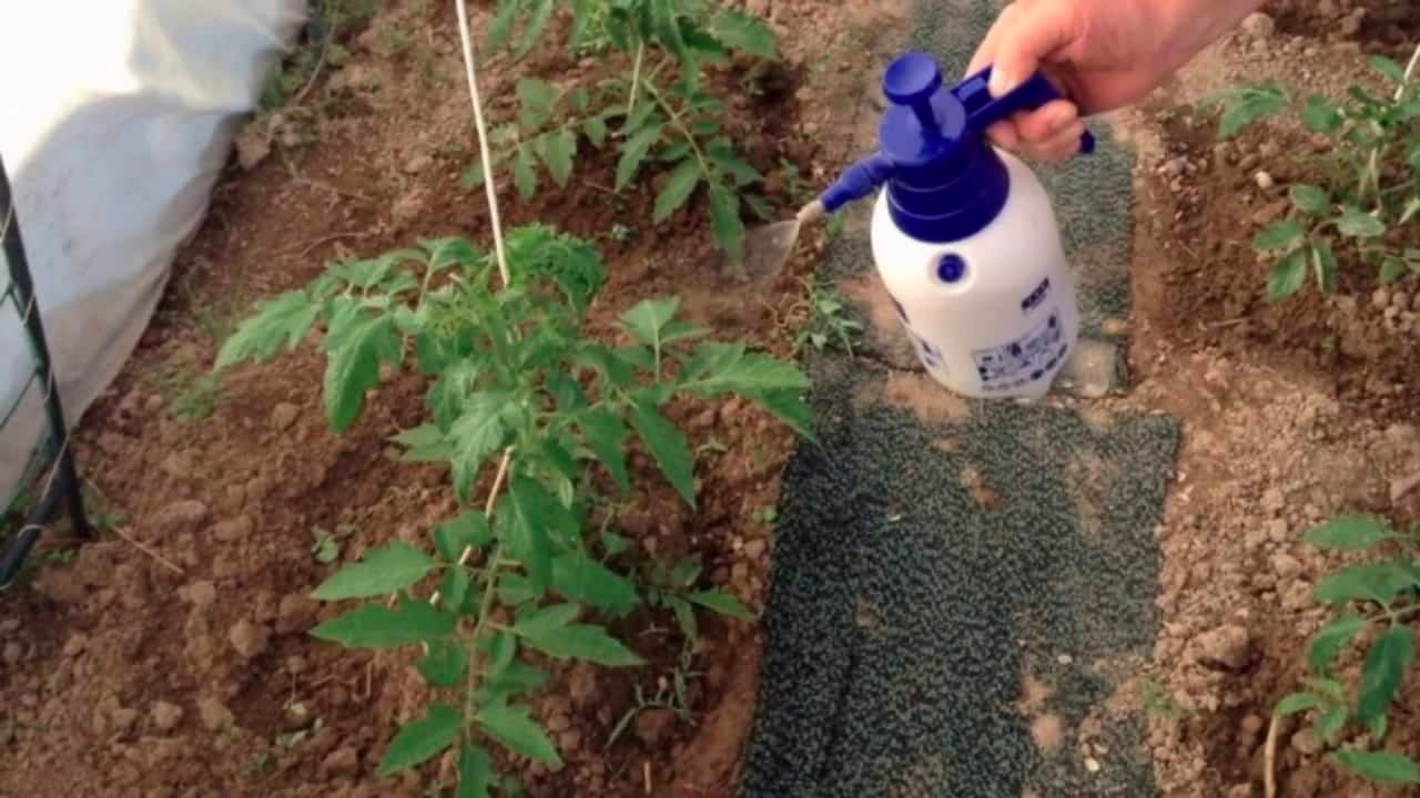 Matar Insectos Potente insecticida casero, ni siquiera verás un insecto revoloteando ...