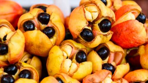 La fruta más letal del Caribe: ackee